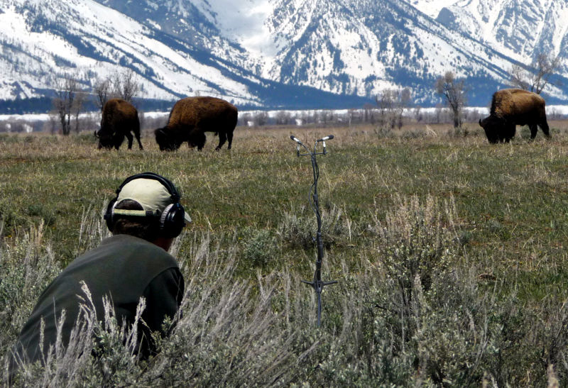 ClintGoss_FieldRecordingBison_Crop2